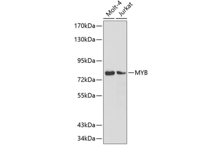 Western Blot - Anti-MYB Antibody (A3282) - Antibodies.com