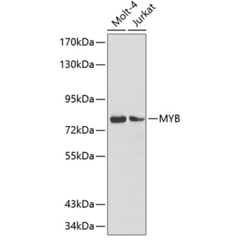 Western Blot - Anti-MYB Antibody (A3282) - Antibodies.com