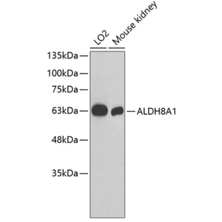 Western Blot - Anti-ALDH8A1 Antibody (A3482) - Antibodies.com