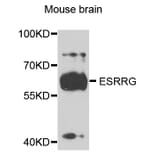 Western Blot - Anti-ESRRG Antibody (A3853) - Antibodies.com
