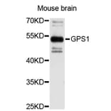 Western Blot - Anti-GPS1 Antibody (A3900) - Antibodies.com