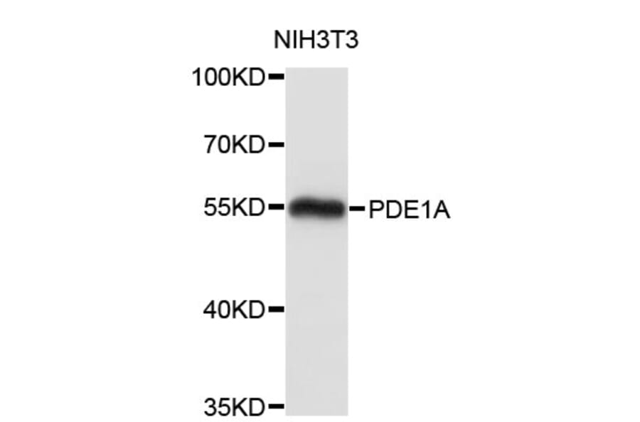 Western Blot - Anti-PDE1A Antibody (A4008) - Antibodies.com