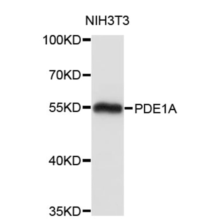 Western Blot - Anti-PDE1A Antibody (A4008) - Antibodies.com