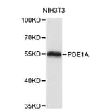 Western Blot - Anti-PDE1A Antibody (A4008) - Antibodies.com