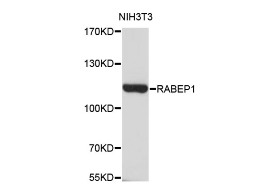 Western Blot - Anti-RABEP1 Antibody (A4273) - Antibodies.com