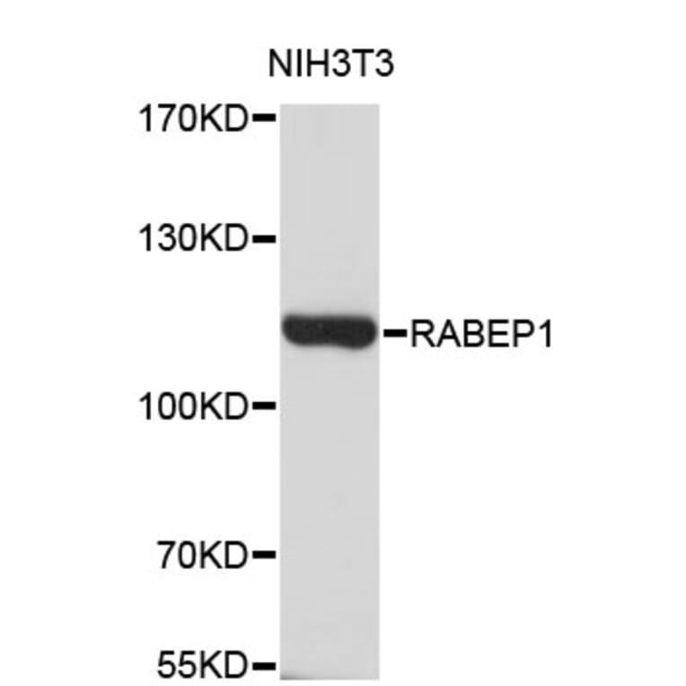 Western Blot - Anti-RABEP1 Antibody (A4273) - Antibodies.com