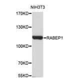 Western Blot - Anti-RABEP1 Antibody (A4273) - Antibodies.com