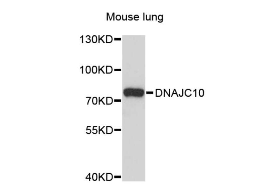 Western Blot - Anti-DNAJC10 Antibody (A4781) - Antibodies.com