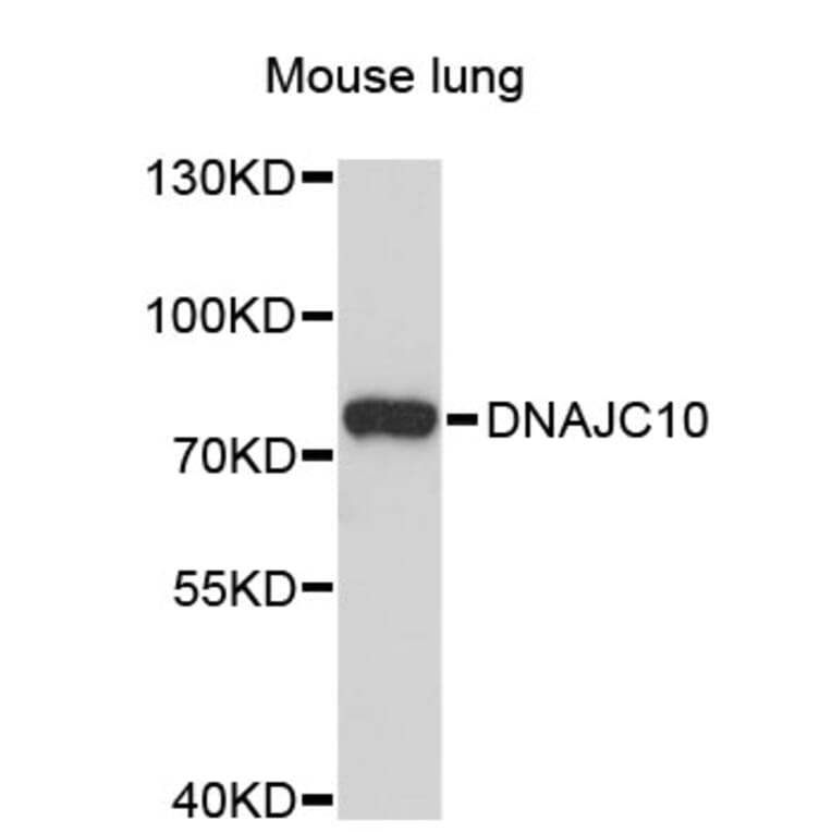 Western Blot - Anti-DNAJC10 Antibody (A4781) - Antibodies.com