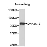 Western Blot - Anti-DNAJC10 Antibody (A4781) - Antibodies.com