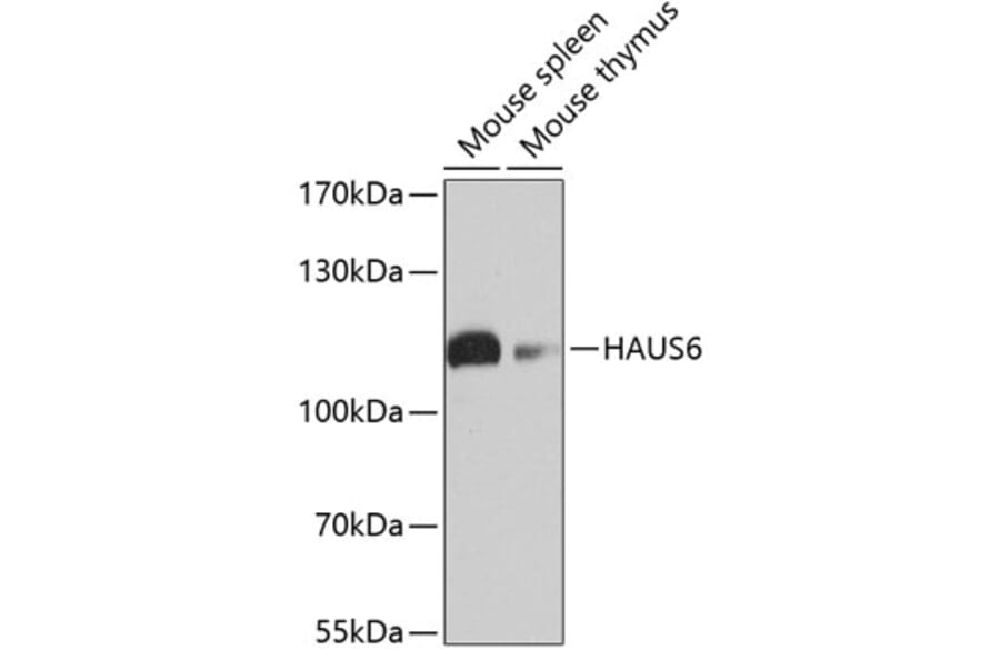 Western Blot - Anti-FAM29A Antibody (A17050) - Antibodies.com