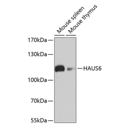 Western Blot - Anti-FAM29A Antibody (A17050) - Antibodies.com