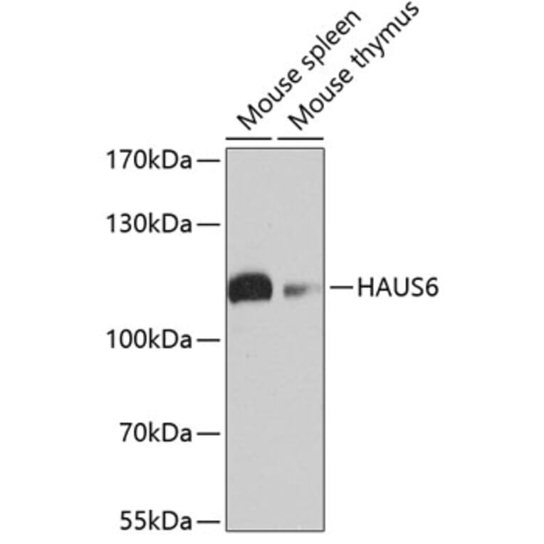 Western Blot - Anti-FAM29A Antibody (A17050) - Antibodies.com