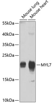 Western blot analysis of extracts of various cell lines, using Anti-MYL7 Antibody (A4905) at 1:1,000 dilution.
Secondary antibody: Goat Anti-Rabbit IgG (H+L) (HRP) (AS014) at 1:10,000 dilution.
Lysates / proteins: 25µg per lane.
Blocking buffer: 3% non-fat dry milk in TBST.
Detection: ECL Basic Kit (RM00020).
Exposure time: 90s.
