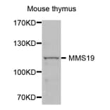 Western Blot - Anti-MMS19 Antibody (A4922) - Antibodies.com