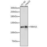 Western Blot - Anti-Rbm15/OTT Antibody (A17054) - Antibodies.com