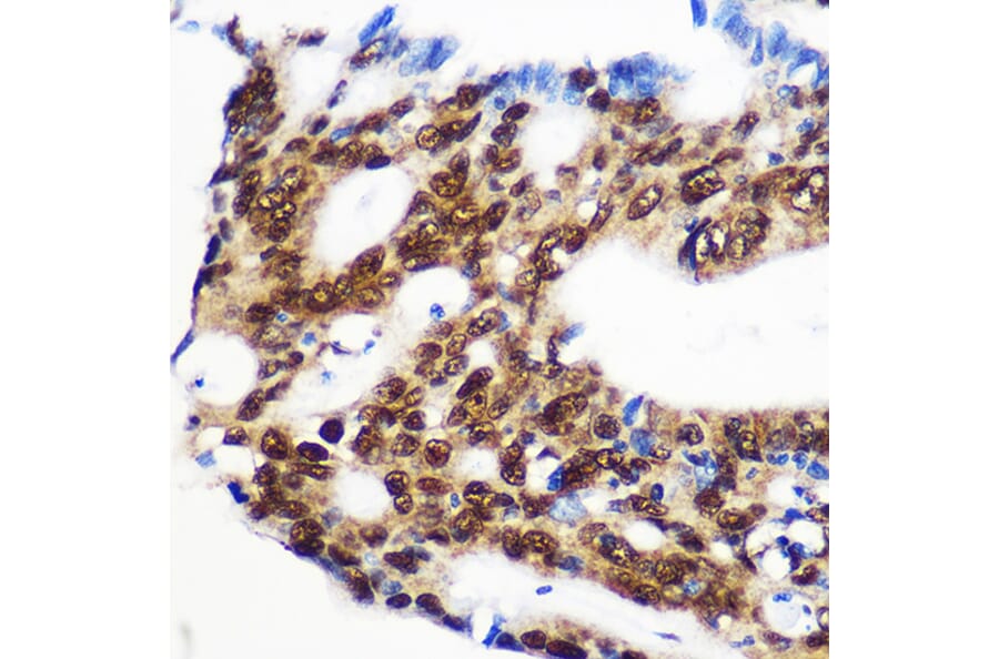 Immunohistochemistry - Anti-Rbm15/OTT Antibody (A17054) - Antibodies.com