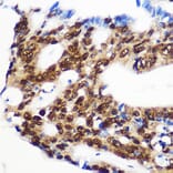 Immunohistochemistry - Anti-Rbm15/OTT Antibody (A17054) - Antibodies.com