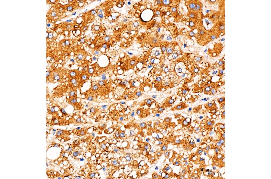 Immunohistochemistry - Anti-TOMM6 Antibody (A17062) - Antibodies.com
