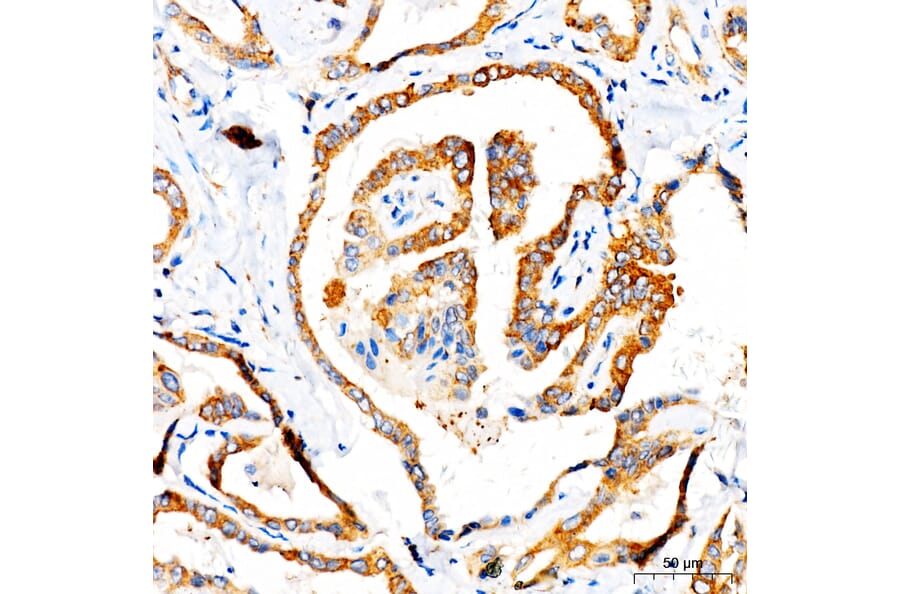 Immunohistochemistry - Anti-TOMM6 Antibody (A17062) - Antibodies.com