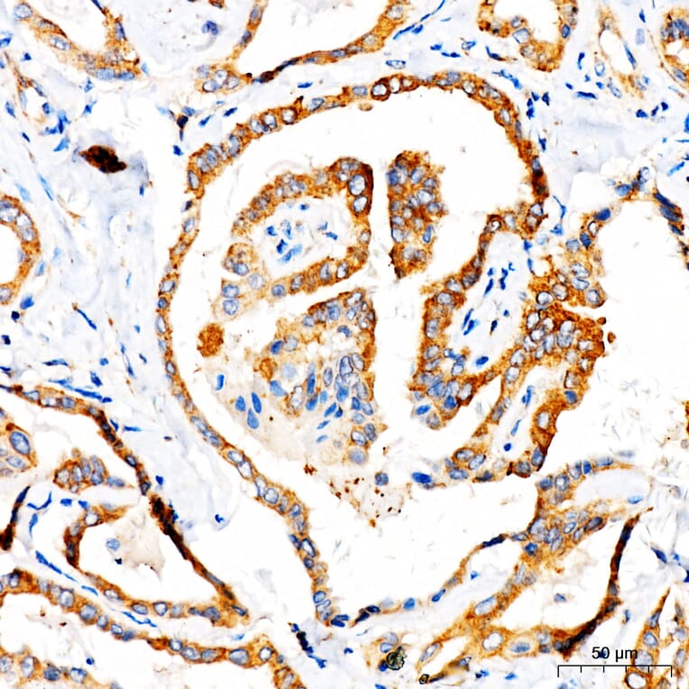 Immunohistochemistry - Anti-TOMM6 Antibody (A17062) - Antibodies.com