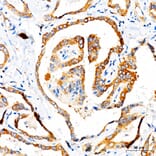 Immunohistochemistry - Anti-TOMM6 Antibody (A17062) - Antibodies.com