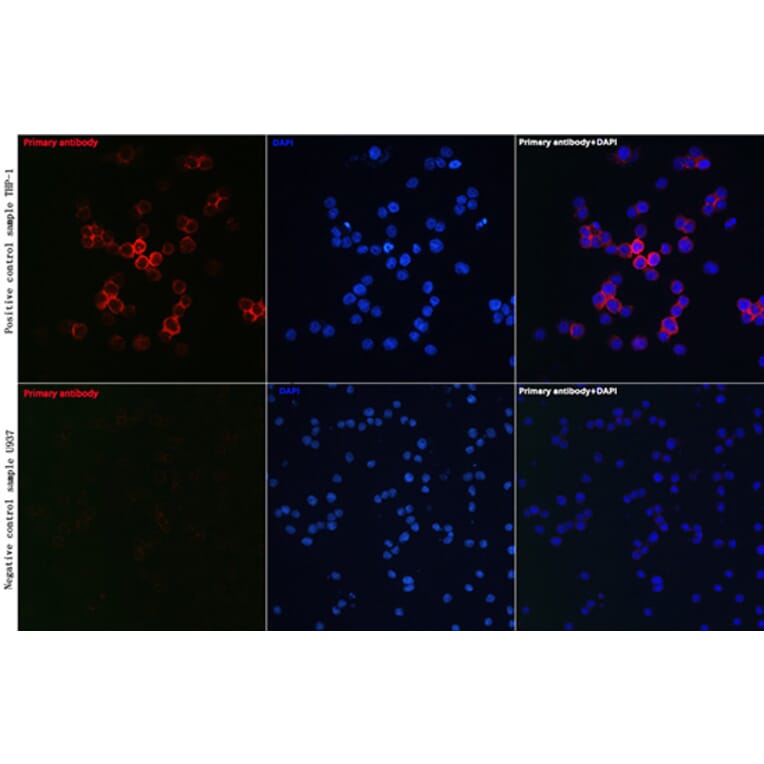 Immunofluorescence - Anti-CD81 Antibody (A17063) - Antibodies.com