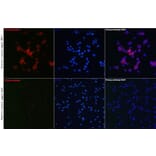Immunofluorescence - Anti-CD81 Antibody (A17063) - Antibodies.com