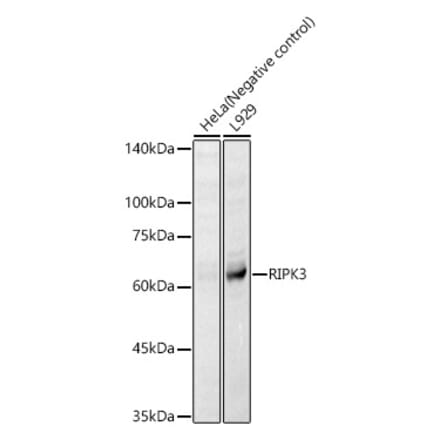 Western Blot - Anti-RIP3 Antibody (A17064) - Antibodies.com