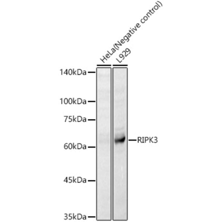 Western Blot - Anti-RIP3 Antibody (A17064) - Antibodies.com