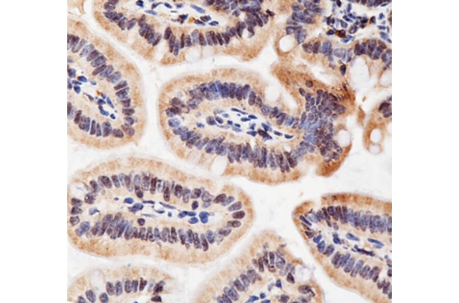 Immunohistochemistry - Anti-ACHE Antibody (A6161) - Antibodies.com