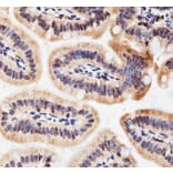 Immunohistochemistry - Anti-ACHE Antibody (A6161) - Antibodies.com