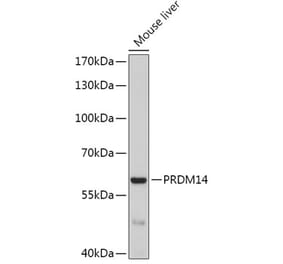 Western Blot - Anti-PRDM14 Antibody (A17067) - Antibodies.com