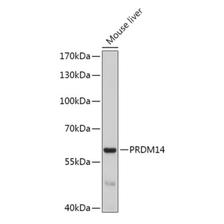 Western Blot - Anti-PRDM14 Antibody (A17067) - Antibodies.com