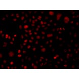 Immunofluorescence - Anti-BAF250 Antibody (A7607) - Antibodies.com