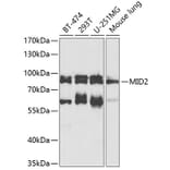 Western Blot - Anti-MID2 Antibody (A17075) - Antibodies.com
