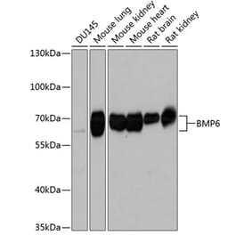 Western Blot - Anti-BMP6 Antibody (A17076) - Antibodies.com