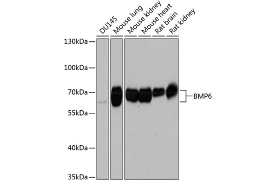 Western Blot - Anti-BMP6 Antibody (A17076) - Antibodies.com