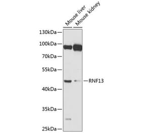Western Blot - Anti-RNF13 Antibody (A17077) - Antibodies.com