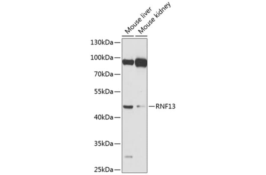 Western Blot - Anti-RNF13 Antibody (A17077) - Antibodies.com