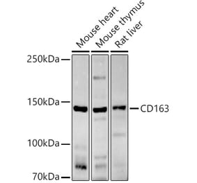 Western Blot - Anti-CD163 Antibody (A17078) - Antibodies.com