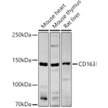 Western Blot - Anti-CD163 Antibody (A17078) - Antibodies.com