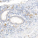 Immunohistochemistry - Anti-CD163 Antibody (A17078) - Antibodies.com