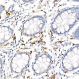 Immunohistochemistry - Anti-CD163 Antibody (A17078) - Antibodies.com