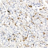 Immunohistochemistry - Anti-CD163 Antibody (A17078) - Antibodies.com