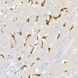 Immunohistochemistry - Anti-CD163 Antibody (A17078) - Antibodies.com