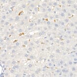Immunohistochemistry - Anti-CD163 Antibody (A17078) - Antibodies.com