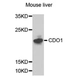 Western Blot - Anti-CDO1 Antibody (A8402) - Antibodies.com