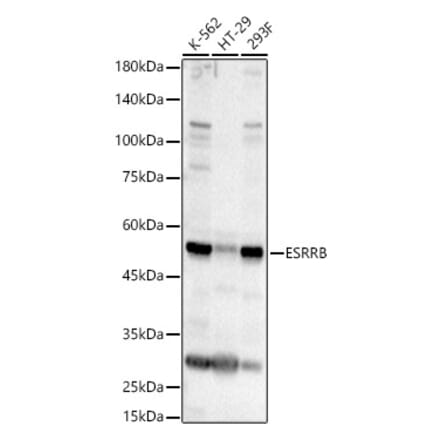 Western Blot - Anti-Estrogen Related Receptor beta Antibody (A17081) - Antibodies.com