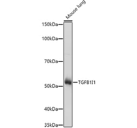 Western Blot - Anti-HIC5 Antibody (A17085) - Antibodies.com